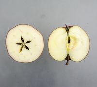 Ildrød Eilstrup æble